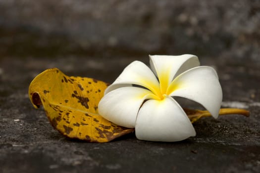 White Frangipani and leaves to wilt.