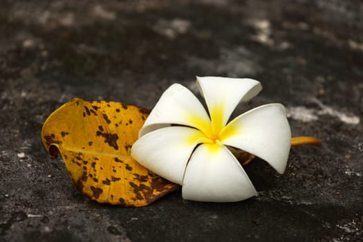 White Frangipani and leaves to wilt.