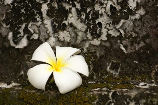 White Frangipani and leaves to wilt.