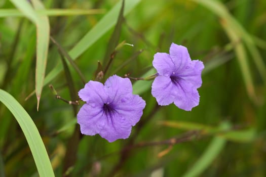 Purple flowers in the garden