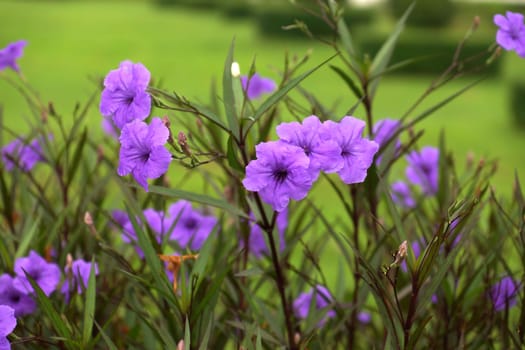 Purple flowers in the garden