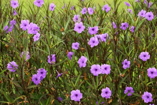 Purple flowers in the garden