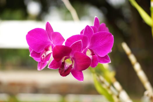 Pink orchid