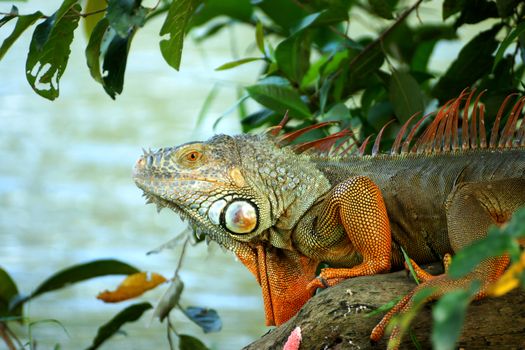 portrait of macro shot on iguana head