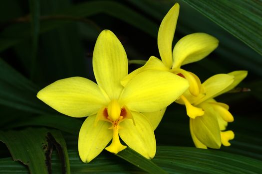 ground orchid flowers in the tropical rain forest