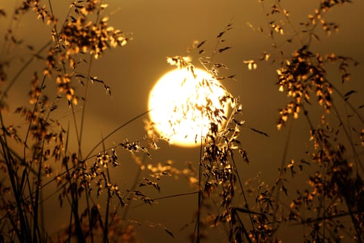 Sunset is reflecting the light to grass.