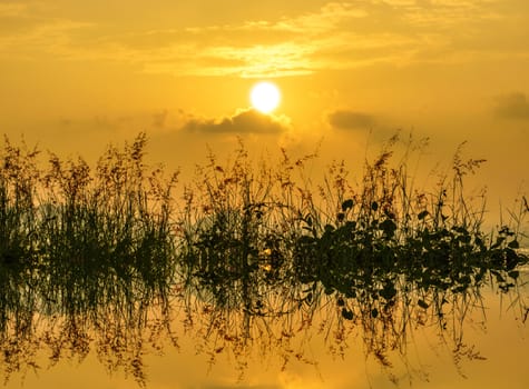 wild grass in sunset counterlight