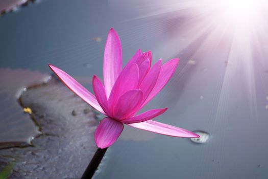 Beautiful pink waterlily or lotus flower.