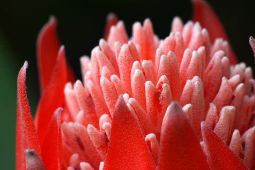 Close-up of flowering bromeliads.