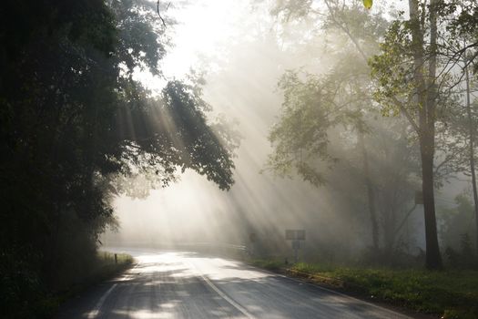 Fog in morning sunshine on the road alone.