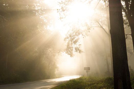 Fog in morning sunshine on the road alone.
