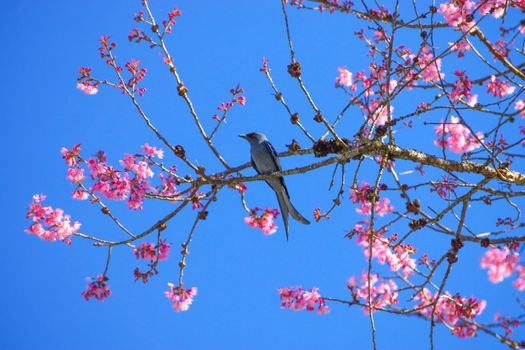 Pink Flower "Wild Himalayan Cherry" (Prunus cerasoides)