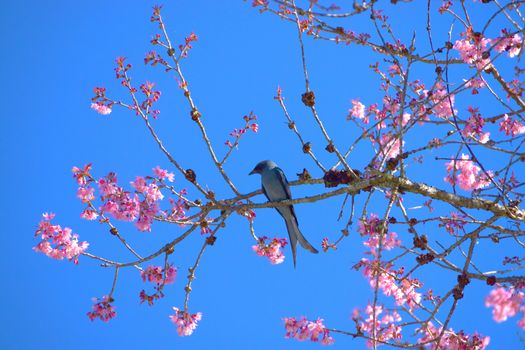 Pink Flower "Wild Himalayan Cherry" (Prunus cerasoides)