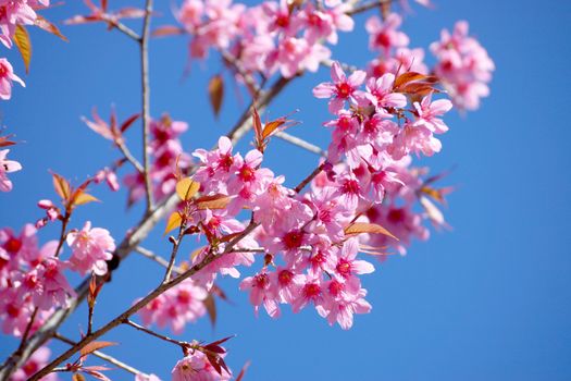 Pink Flower "Wild Himalayan Cherry" (Prunus cerasoides)