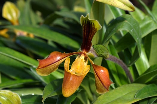 Lady Slipper Orchid Paphiopedilum