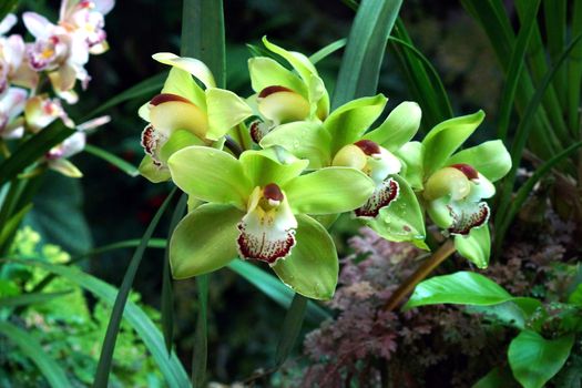 Green Orchid Paphiopedilum
