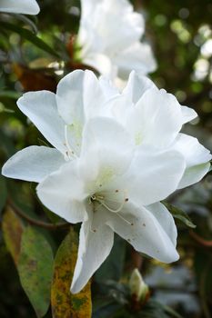 The park is carpeted with white azalea blossoms.