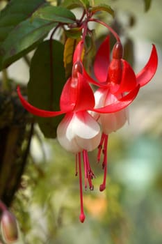Beautiful Fuchsia flowers (Lady's Eardrops)