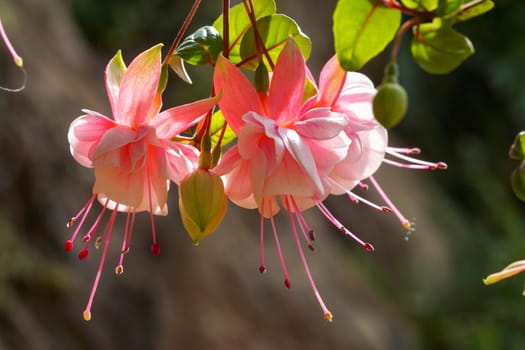 Beautiful Fuchsia flowers (Lady's Eardrops)