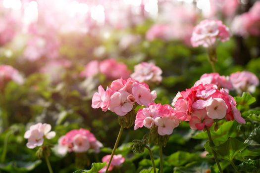 Geranium flowers in the garden