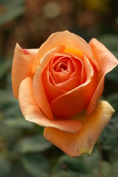 Orange rose closeup