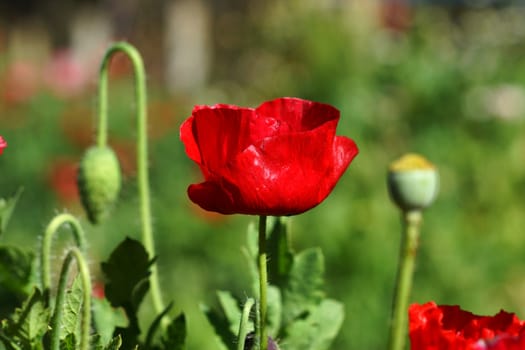 Poppy flowers in the garden