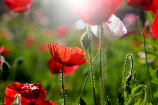 Poppy flowers in the garden