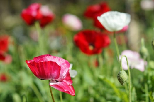 Poppy flowers in the garden
