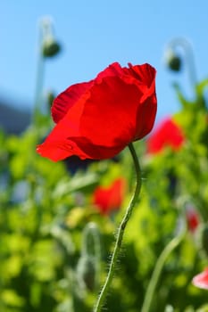 Poppy flowers in the garden