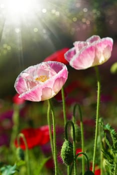 Poppy flowers in the garden