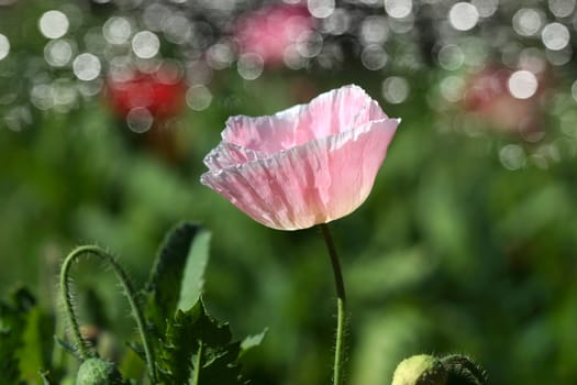 Poppy flowers in the garden