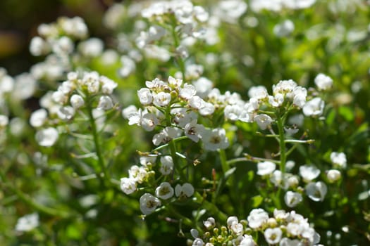 sweet alison flowers. (Lobularia maritima (L.) Desv.)