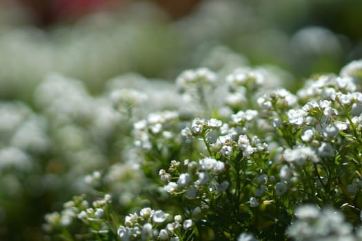 sweet alison flowers. (Lobularia maritima (L.) Desv.)