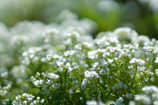 sweet alison flowers. (Lobularia maritima (L.) Desv.)