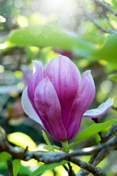 pink magnolia flower