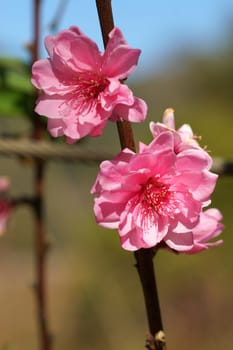 Peach blossom in spring.