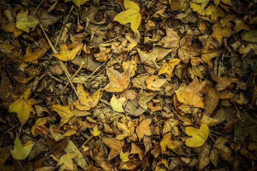 Dry maple leaves fall on the ground in autumn.