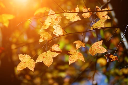 Yellow maple leaves in the autumn.