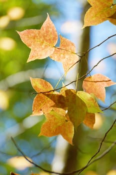 Yellow maple leaves in the autumn.