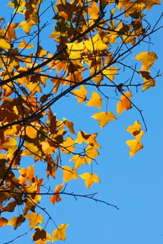 Yellow maple leaves in the autumn.