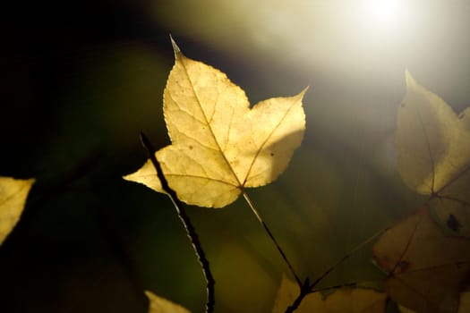 Yellow maple leaves in the autumn.