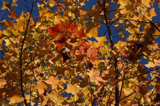 Yellow maple leaves in the autumn.