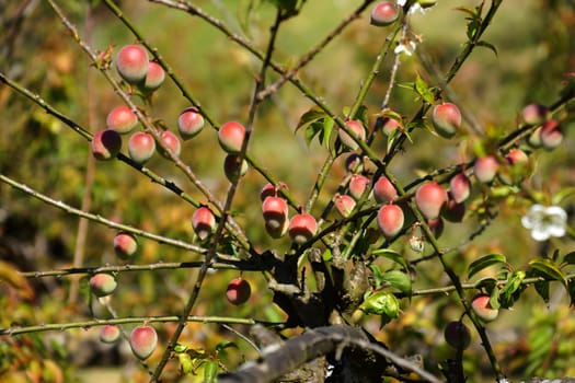 Chinese plum, Japanese apricot