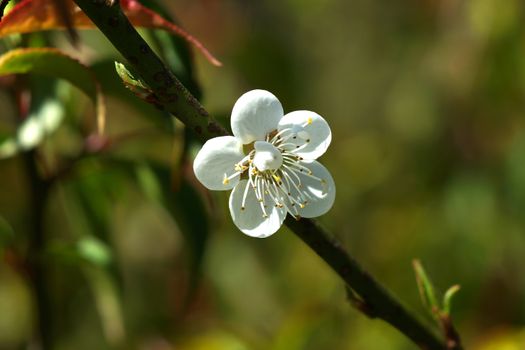 Chinese plum flowers blooming in the park