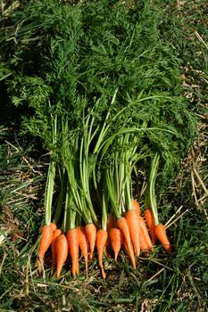 Fresh baby carrots