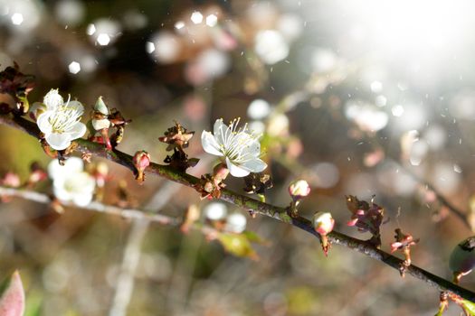 Chinese plum flowers blooming in the park