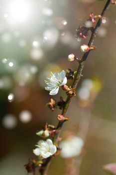 Chinese plum flowers blooming in the park