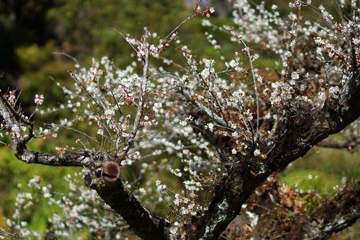 Chinese plum flowers blooming in the park