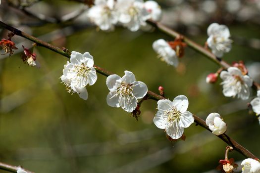 Chinese plum flowers blooming in the park