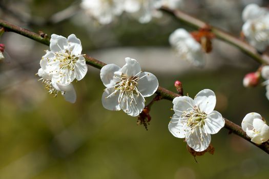 Chinese plum flowers blooming in the park